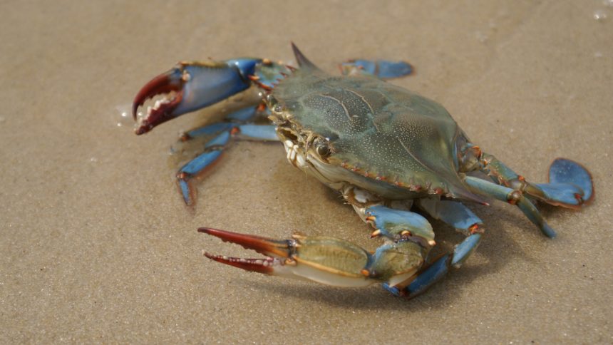 The Forbidden Taste That Makes Maryland Blue Crab So Popular