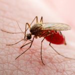 West Nile Virus Detected In Mosquitoes In Chatham County