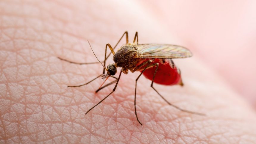 West Nile Virus Detected In Mosquitoes In Chatham County