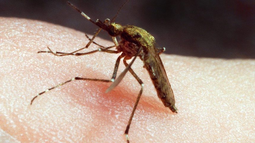 What To Put On Mosquito Bites? How To Cure Itching