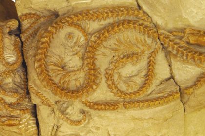 34 Million Year Old Snake Discovered In Wyoming Changes Our Understanding Of Evolution