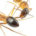 According To The Researchers, Carpenter Ants Are The Only Animals