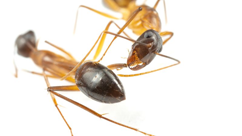 According To The Researchers, Carpenter Ants Are The Only Animals