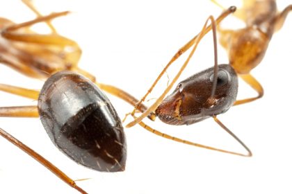 Ants Can Perform Life Saving Amputations On Injured Victims, Study Reveals