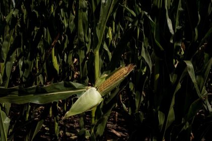 Argentina Set To Receive First Shipment Of Chinese Corn In