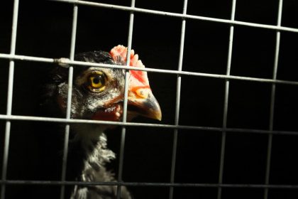 Avian Flu: Over 100 Million Chickens Killed. Will The Virus