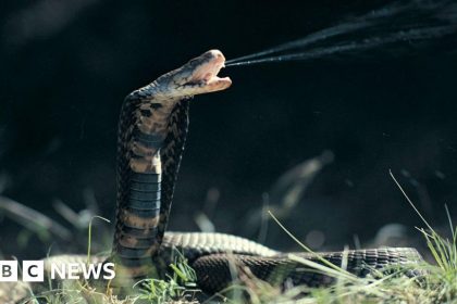 Cobra Venom Is Neutralized By The Common Blood Thinning Drug Heparin.