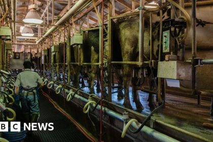 Cows, Dairy Workers And America's Struggle To Track Bird Flu