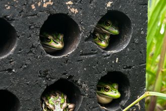Hot Frog 'sauna' Helps Fight Fungus Deadly To Australian Species