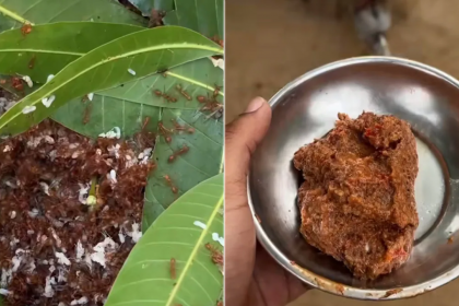 How About Red Ant Chutney? Video Recipe Made From Scratch,