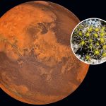 Plants That Can Grow On Mars Identified