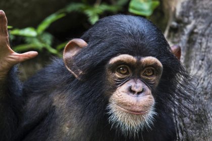 Scientists Discover That Chimpanzees "converse" Just Like Humans: Sciencealert