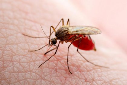 Seasonal Increase In West Nile Virus Infected Mosquitoes Seen In States