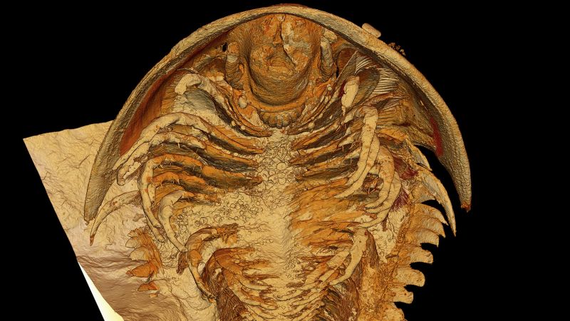 Study Finds Ancient Trilobite Anatomy Preserved In 3d By Volcanic