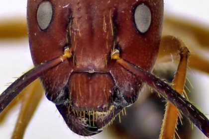 These Ants, Like Humans, Perform Life Saving Surgery On Injured Nestmates:
