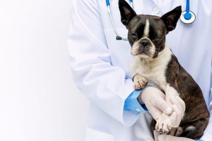 What To Feed Your Dog For Pain Relief? A Veterinarian's