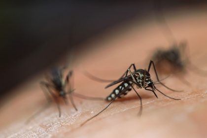Why Are Mosquito Populations Increasing, And With Them, West Nile